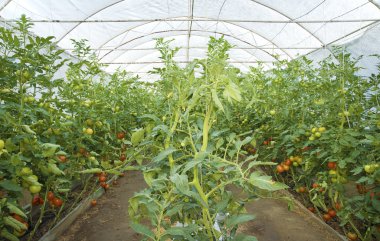 Bir serada yetişen domates bitkileri