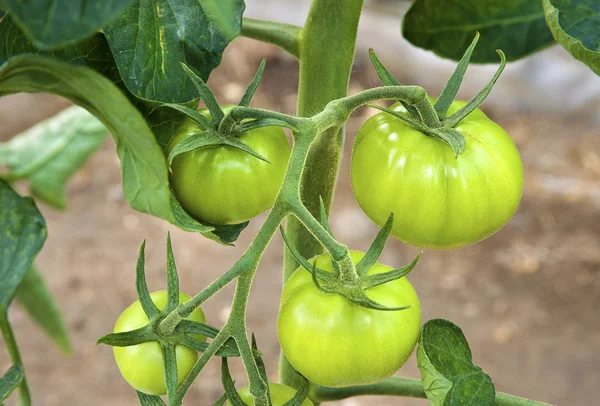 Yeşil domates — Stok fotoğraf
