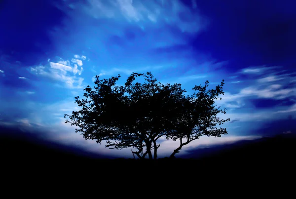 Stock image Lonely, tree silhouette against a cloudy sky