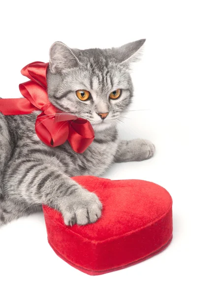 Gato cinzento isolado com arco vermelho e coração — Fotografia de Stock