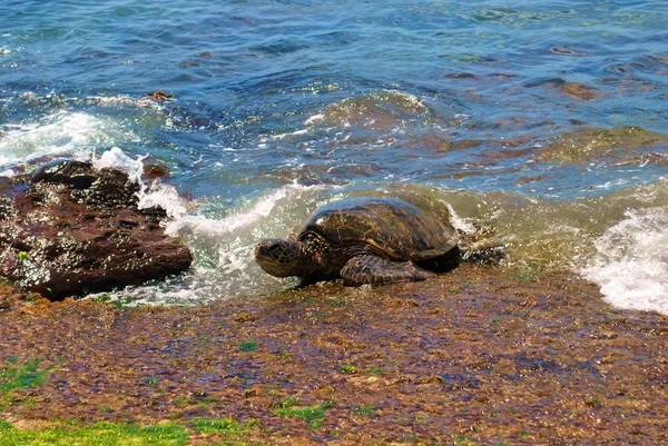 Tortugas en hawaii Stock Photos, Royalty Free Tortugas en hawaii Images ...