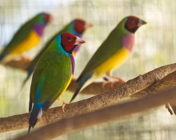 Pinzón gouldiano australiano aves nativas de Australia —  Fotos de Stock