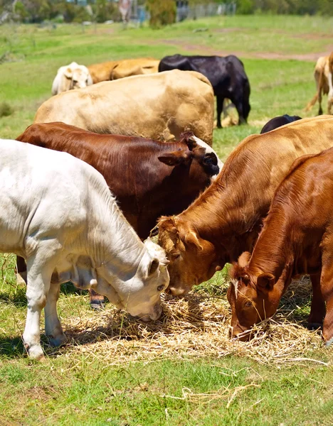 Bovinos de corte australianos bezerros marrons e brancos alimentação — Fotografia de Stock