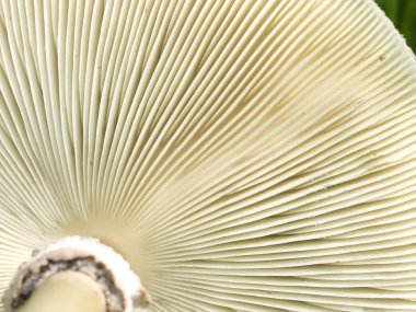 Underside gills of mushroom fungi texture clipart