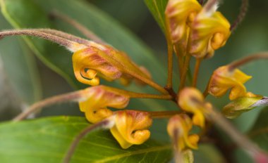 Beautiful flower of grevillea venusta - australian native plant clipart