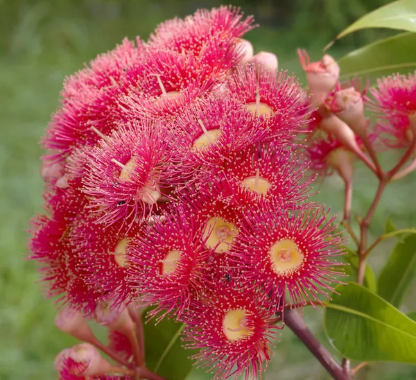 Eucalipto verão vermelho australiano flor nativa — Fotografia de Stock