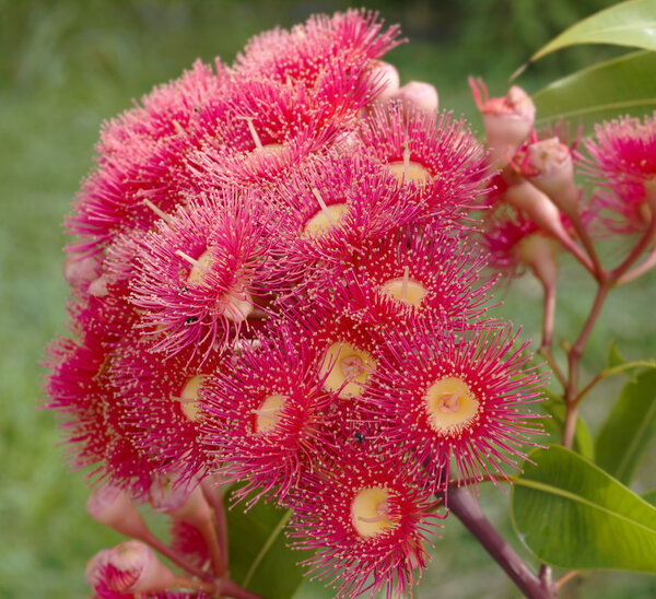 Eucalyptus summer red australian native flower