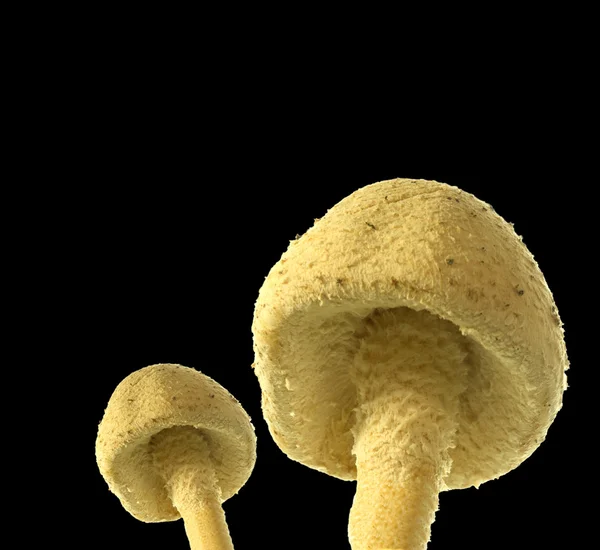 Scaune de ciuperci izolate — Fotografie, imagine de stoc