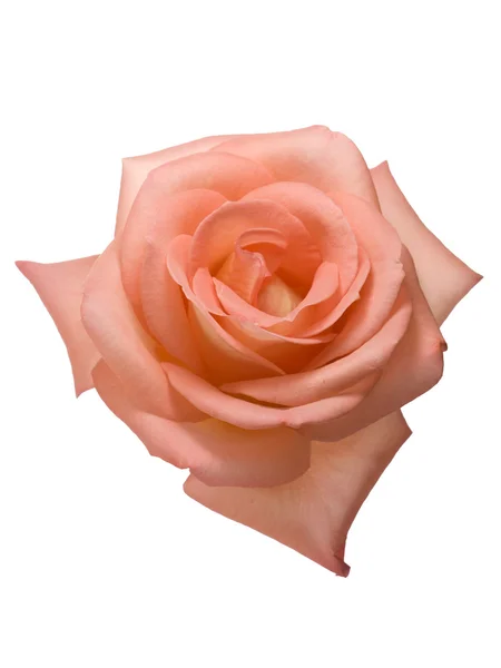 Абрикосова рожева валентинка троянда — стокове фото