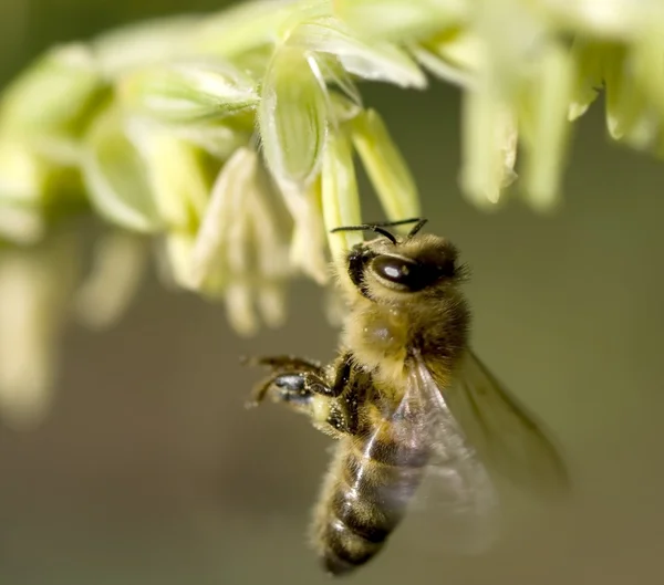 Abeja de miel recolectando polen de flor de maíz — Foto de Stock
