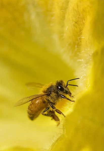 Bee on petals of yellow flower — Stock Photo, Image