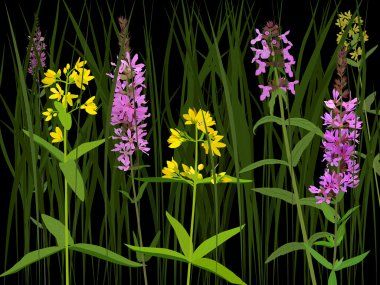 Meadow herbs clipart