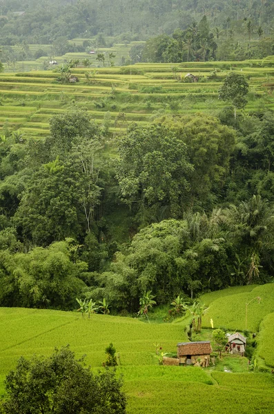 Campos de arroz terraços em bali indonesia — Fotografia de Stock