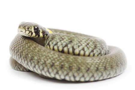 Serpent sur blanc 