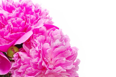 Pivoine rose 