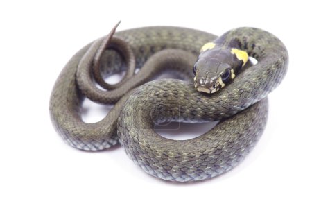 Serpent sur blanc 