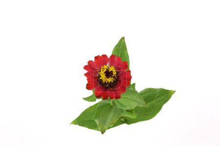 Fleur rouge (Helenium autumnale) )