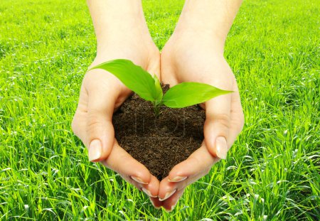 Plante sur herbe 
