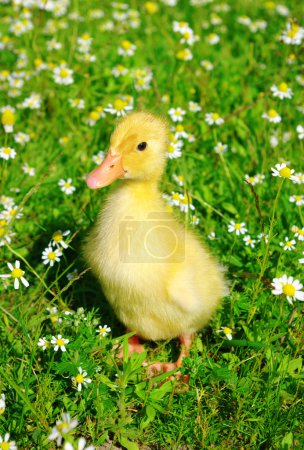 canard dans l'herbe