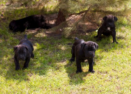canne corso chiot 