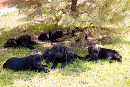 canne corso chiot 