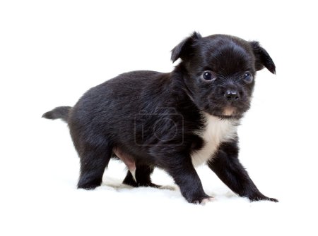 Chihuahua chiot sur blanc 