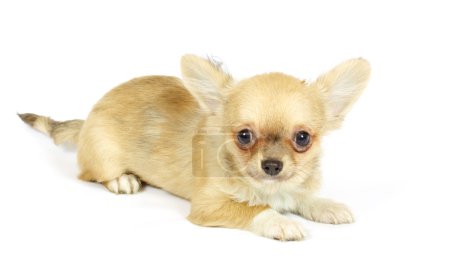 petit chihuahua chiot 