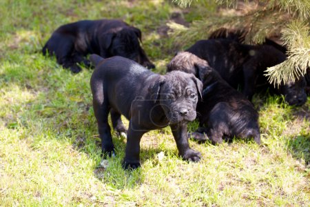 canne corso chiot 