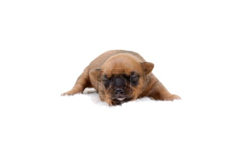 Chihuahua chiot sur blanc 