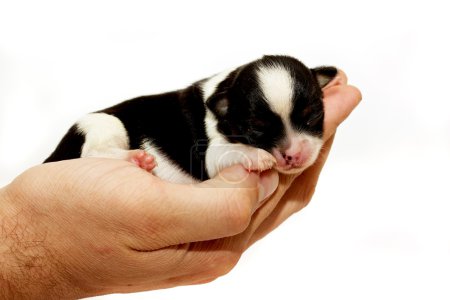 Chiot chihuahua 