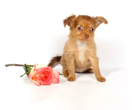 Chihuahua chiot en studio 