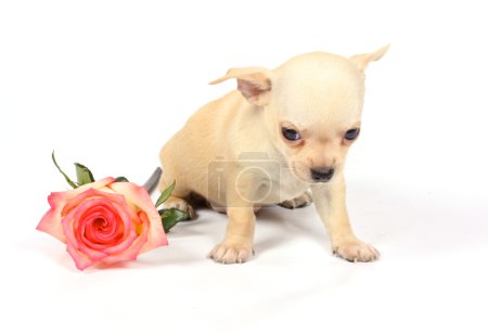Chihuahua chiot en studio 
