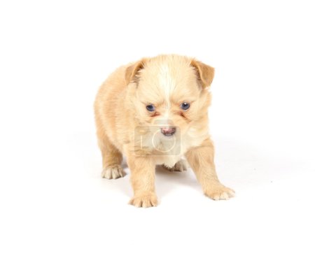 Chihuahua chiot en studio 