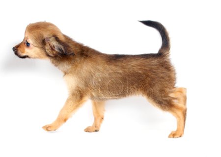 Chiot drôle Chihuahua pose 