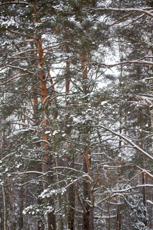 Beau paysage enneigé d'hiver