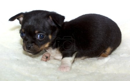 Chiot chihuahua 