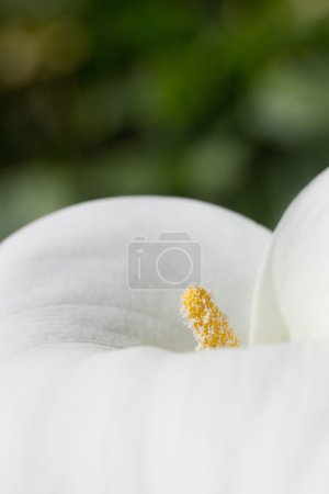 Calla fleur 