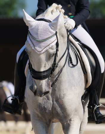 Dressage : portrait de cheval gris 