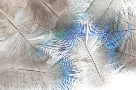 Plumes d'un paon 