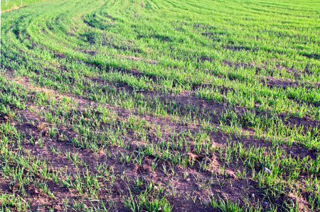 avoine germée sur le terrain 