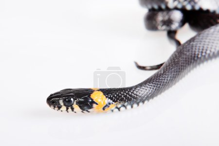 serpent