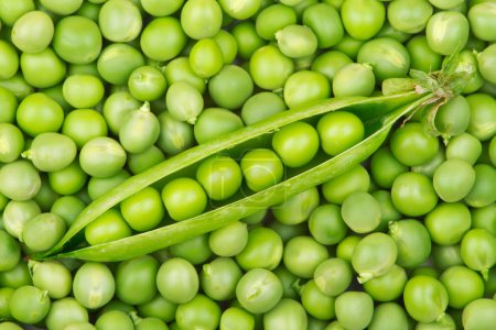 gousse de pois verts frais sur une pile de grains de pois 