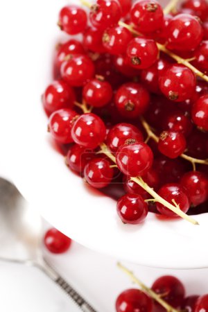 Groseille rouge