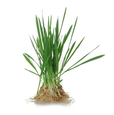 Herbe avec racines 