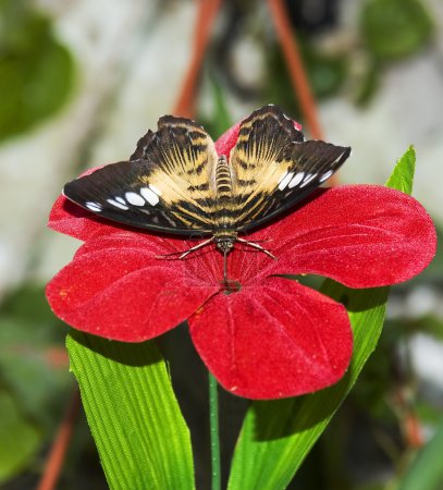 Le papillon sur un fond de pierre 