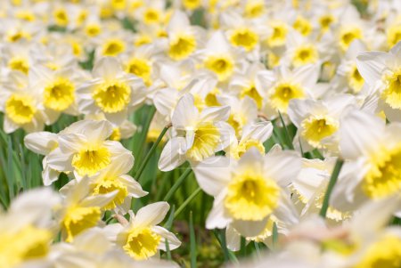 narcisses blanches 