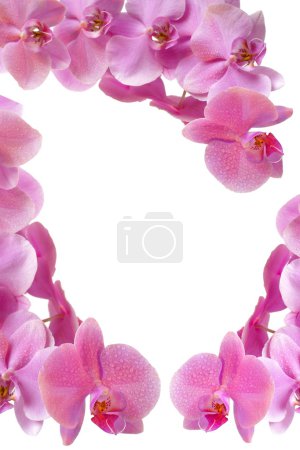 Orchidée rose 
