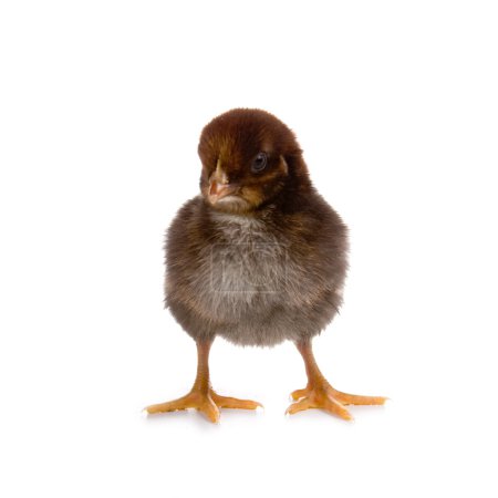 Poulet