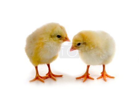 poulets