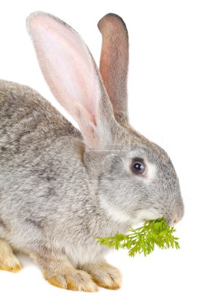 Gros plan feuille mangeuse de lapin 
